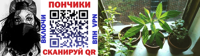 Шишки марихуана марихуана  Купить где  Крым 